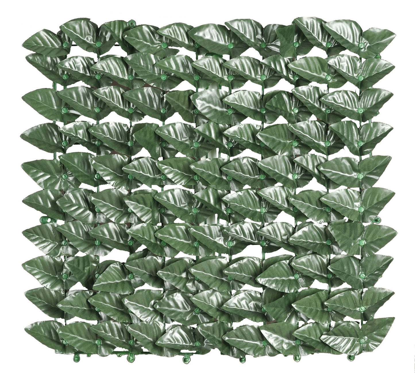 Arelle SemperVerdi Lauro Monte Inferior 1X20