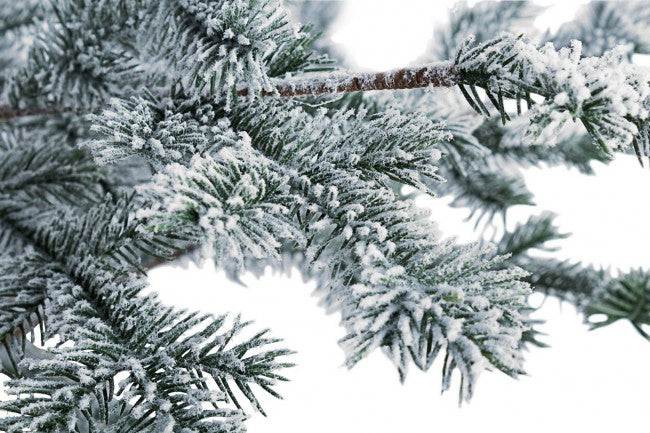 Pino nevado del Elbrus Alt. 150