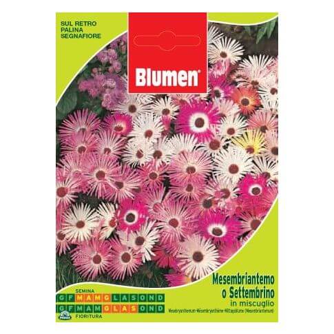 Bolsita Con Semillas De Mesembriantemo O Settembrino En Mezcla