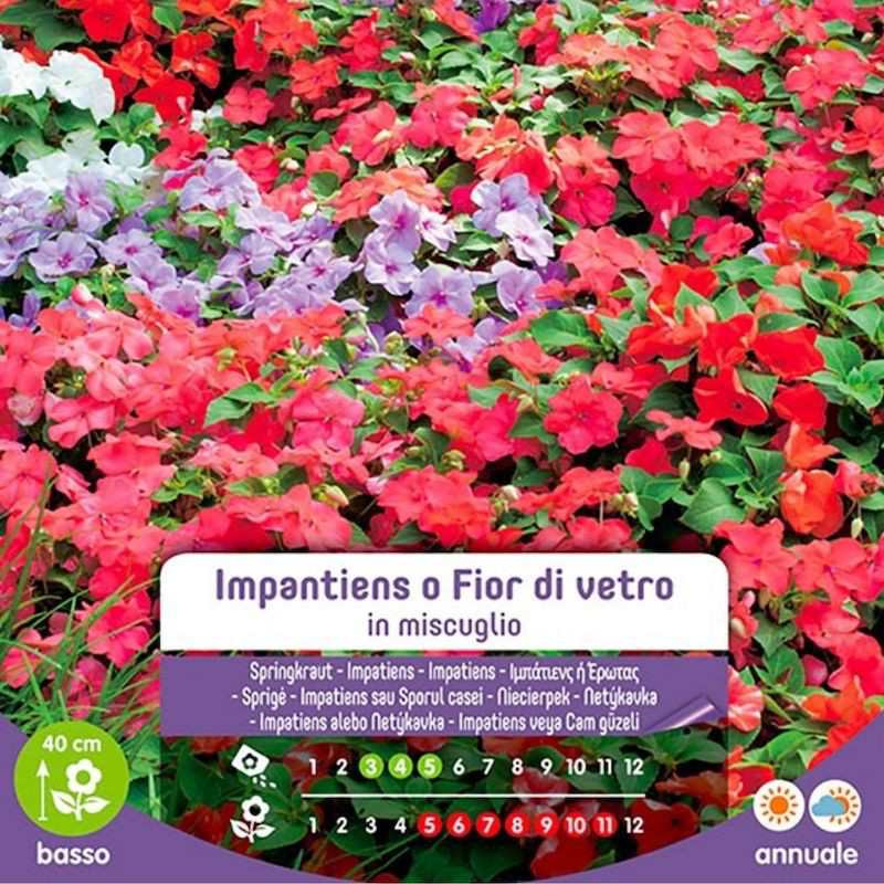 Semillas De Impatiens O Flor De Vidrio En Mezcla