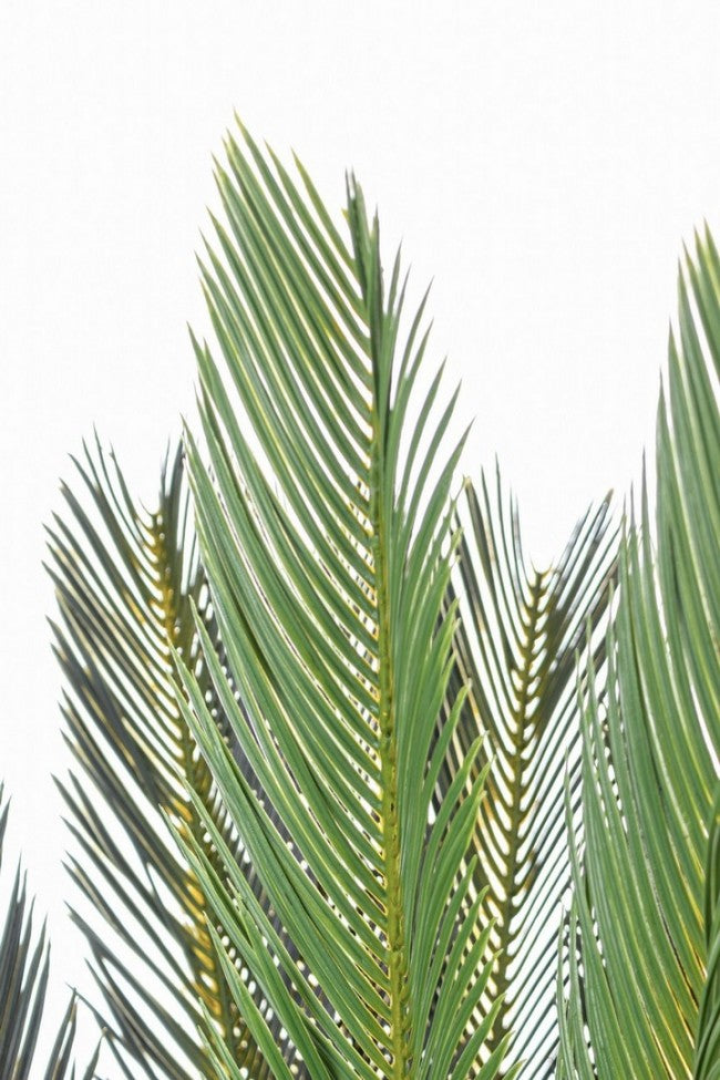 Planta con maceta Cycas Palm 28 hojas 120h cm