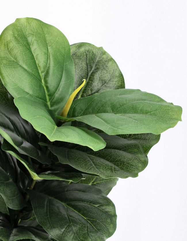 4x Ficus Lyrata Planta C-Maceta 72 Hojas H120