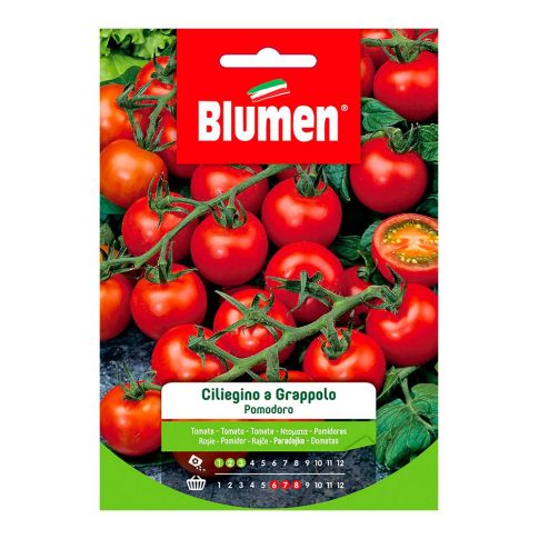 Semillas de tomate cherry Pachino en el racimo