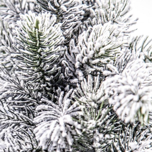 6x Árbol nevado de Oregón Alt. 60