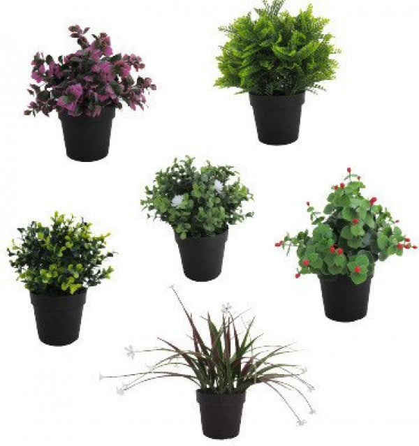 Plántulas de hoja perenne con hojas.