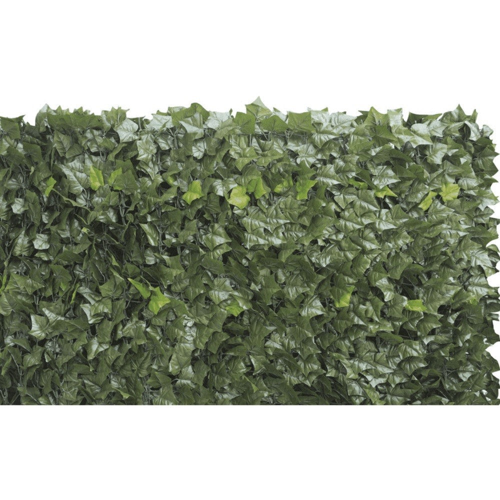 Hiedra perenne de doble hoja