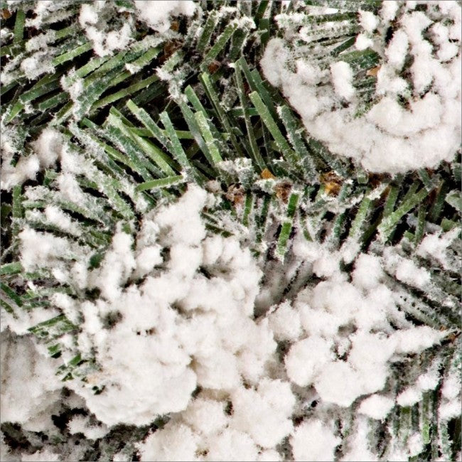 4x Corona Oregon D75