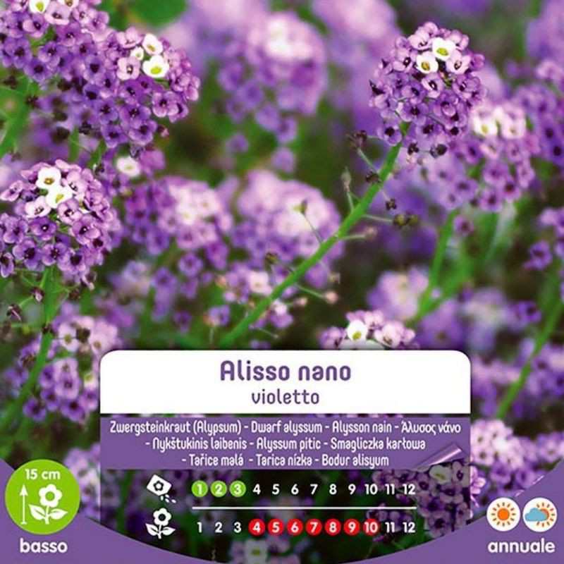 Semillas de Alyssum enano violeta en bolsa