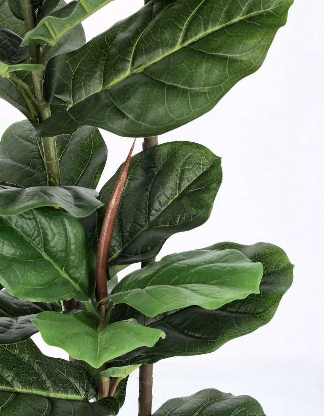 2x Ficus Lyrata Planta C-Maceta 39 Hojas H145