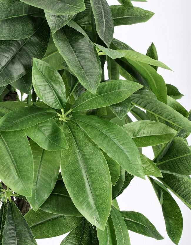 2x Pachira Aquatica C-Planta en maceta 280F H120