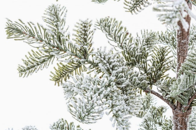 Pino Peralba nevado H113