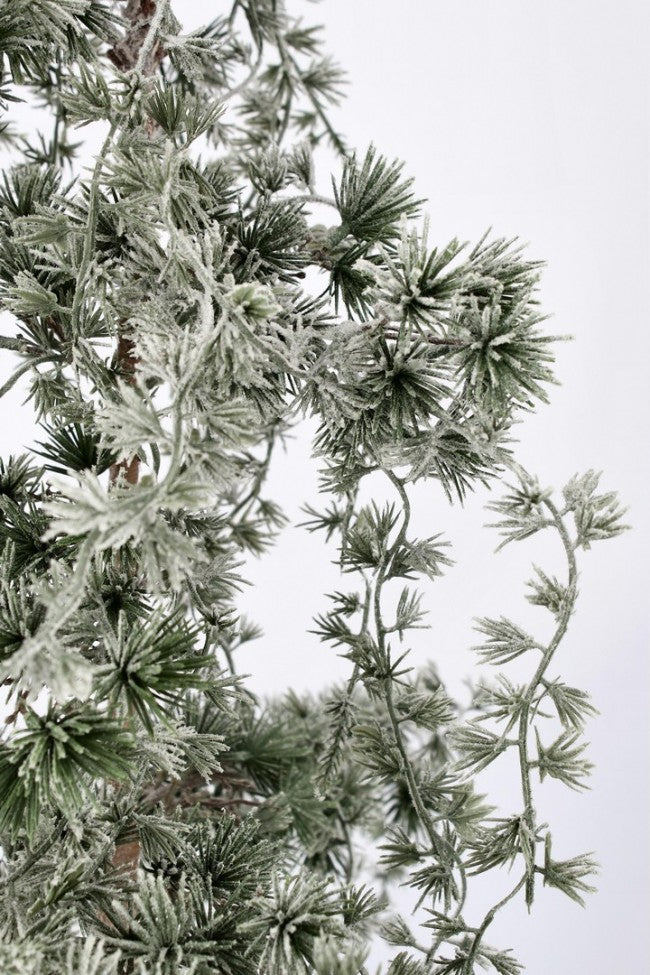 Pino Collalto Nevado Al.120