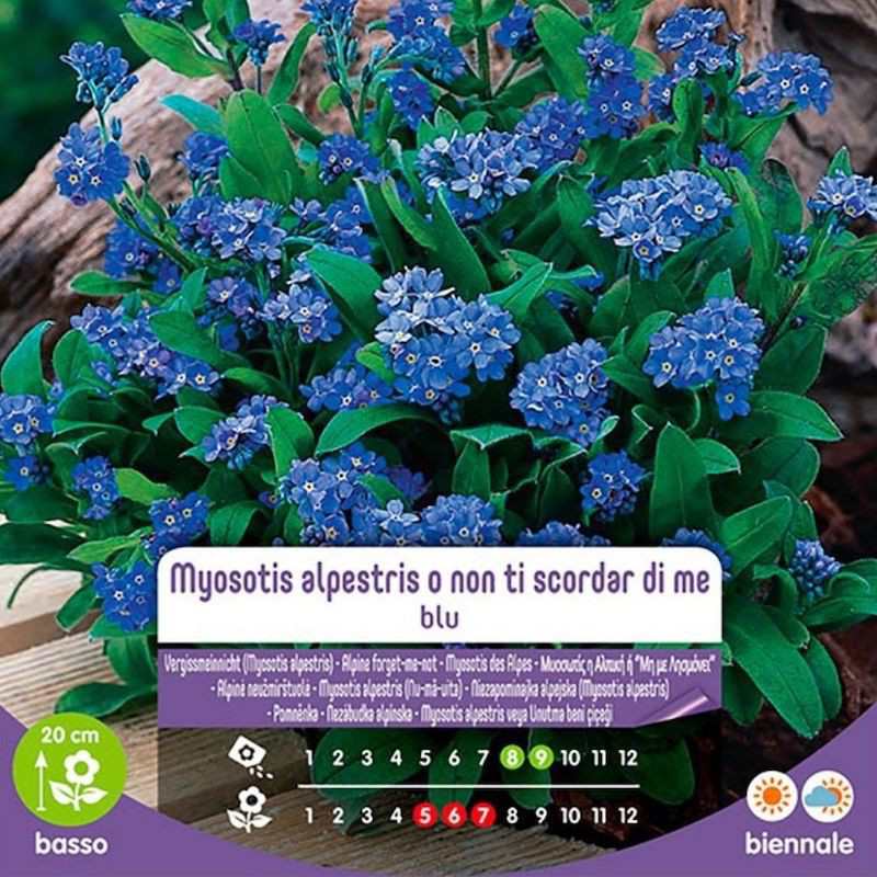 Semillas De Myosotis Alpestris O Nomeolvides Azul En Bolsa