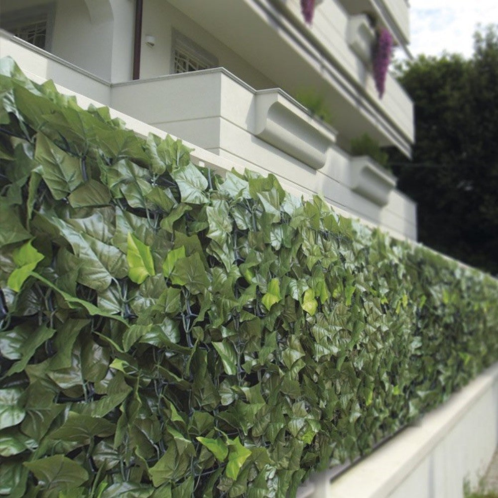 Hiedra perenne de doble hoja