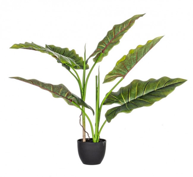 4x Dieffenbachia Planta C-Maceta 7 Hojas H78