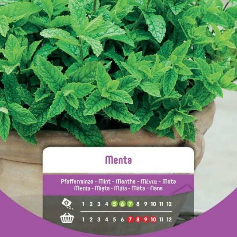 Semillas de menta en bolsa