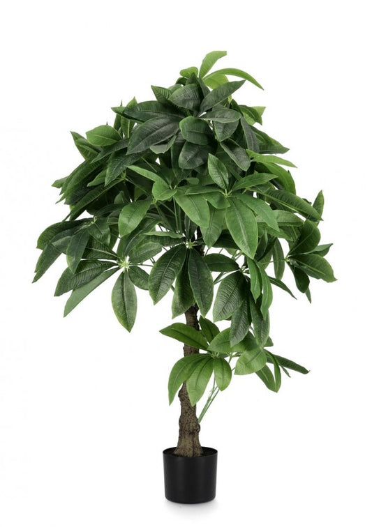 2x Pachira Aquatica C-Planta en maceta 280F H120