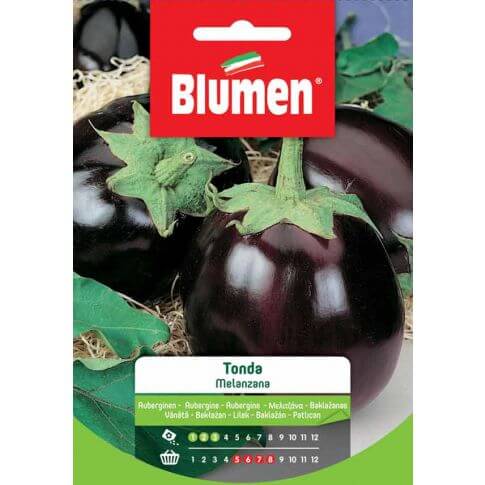 Semillas de berenjena redondas