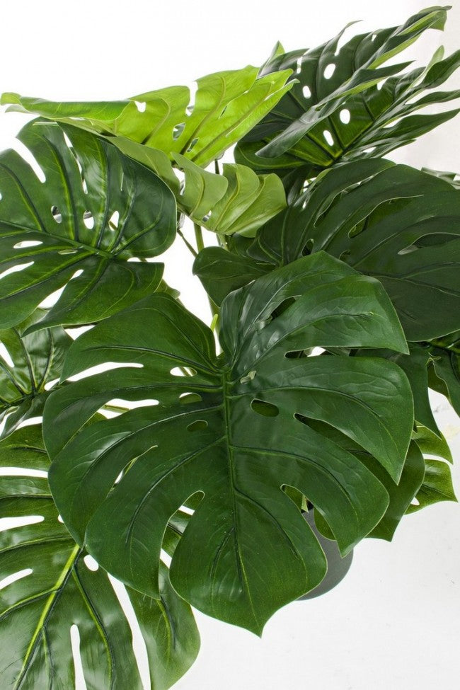 2x Maceta C para plantas de filodendro 24 hojas Al 65 cm