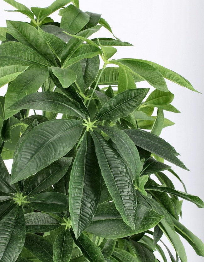 2x Pachira Aquatica C-Planta en maceta 360F H160