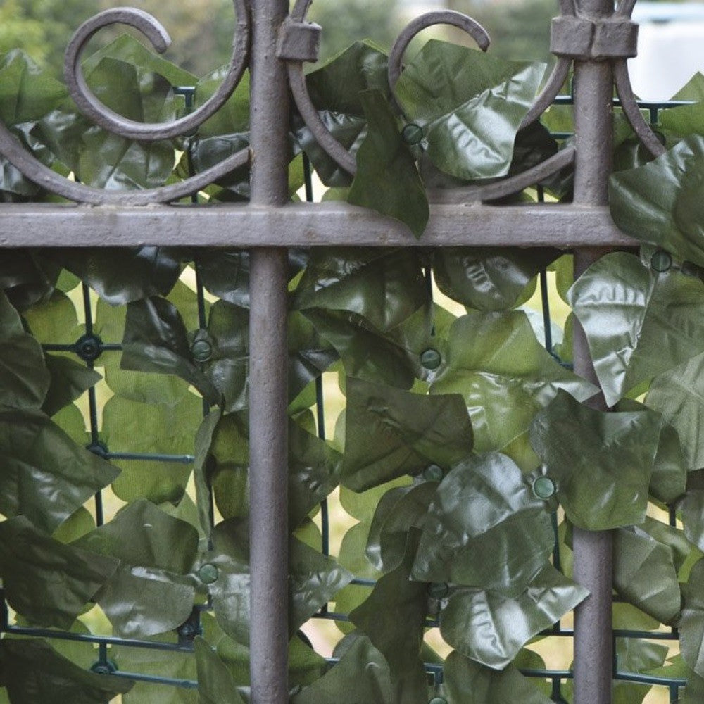 Hiedra perenne de doble hoja