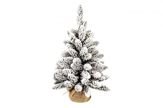 6x Árbol nevado de Oregón Alt. 60
