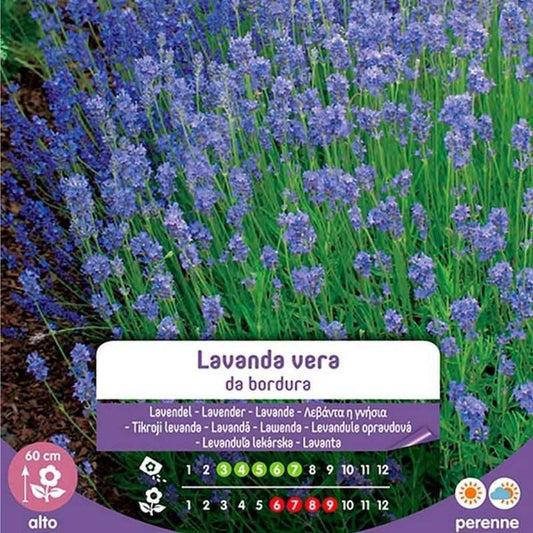 Semillas de lavanda reales de Border In Bag