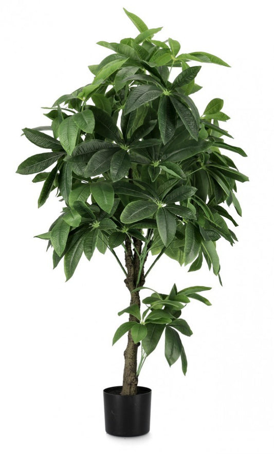 2x Pachira Aquatica C-Planta en maceta 360F H160