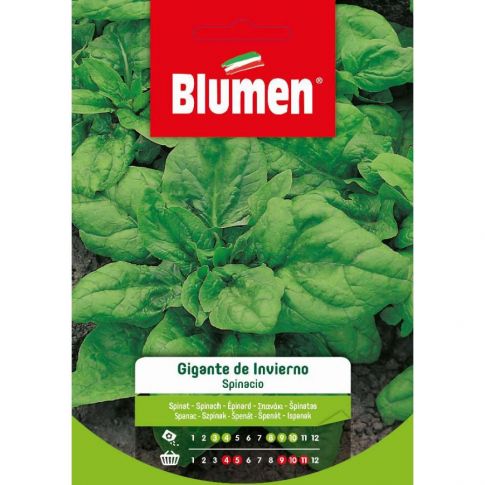 Semillas Gigantes De Espinacas De Invierno Blumen