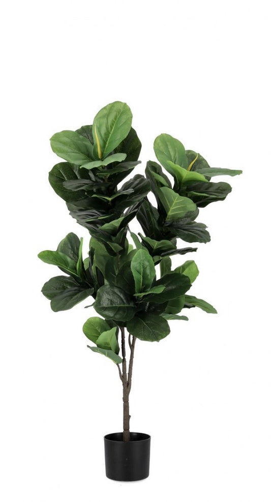 4x Ficus Lyrata Planta C-Maceta 72 Hojas H120