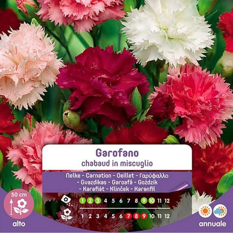 Semillas De Clavel Chabaud En Mezcla