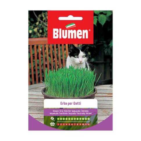 Semillas de hierba para gatos Blumen