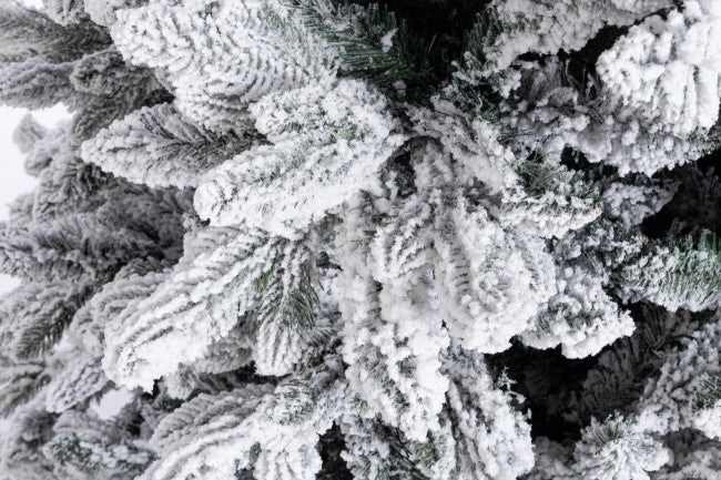 Árbol Frejus cubierto de nieve H210-2229Ramas