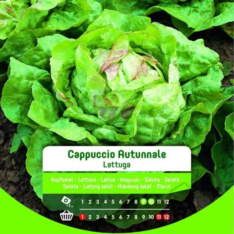 Semillas de lechuga otoñal en bolsa