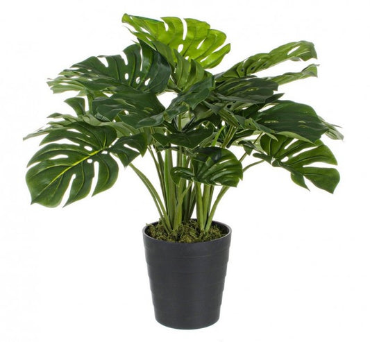 2x Maceta C para plantas de filodendro 24 hojas Al 65 cm