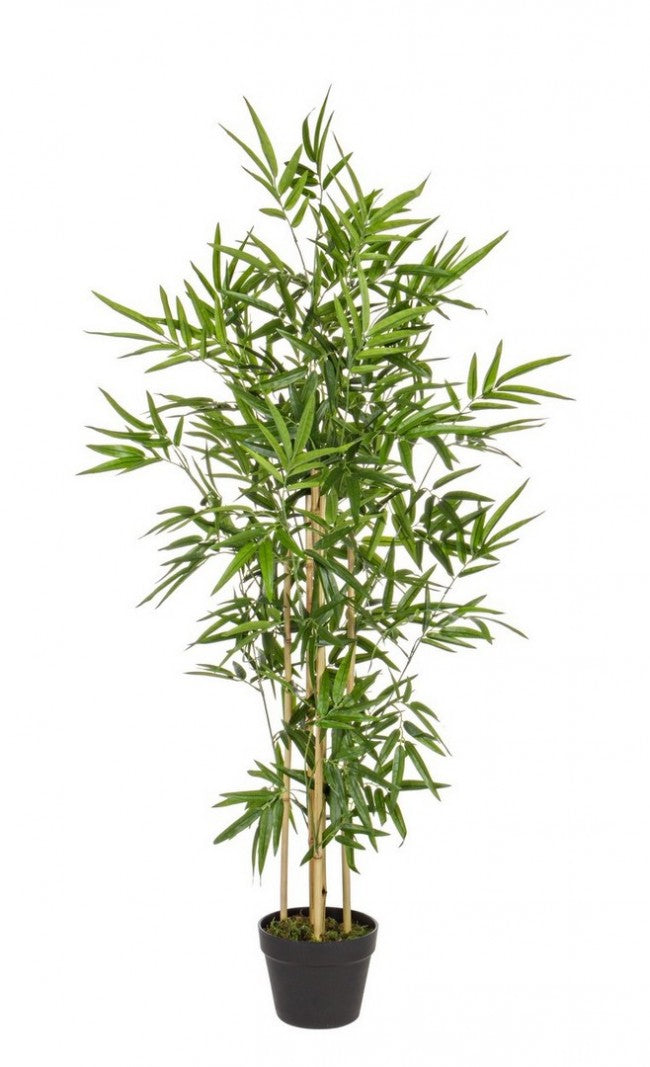 2x Maceta C para plantas de bambú Al. 130 cm