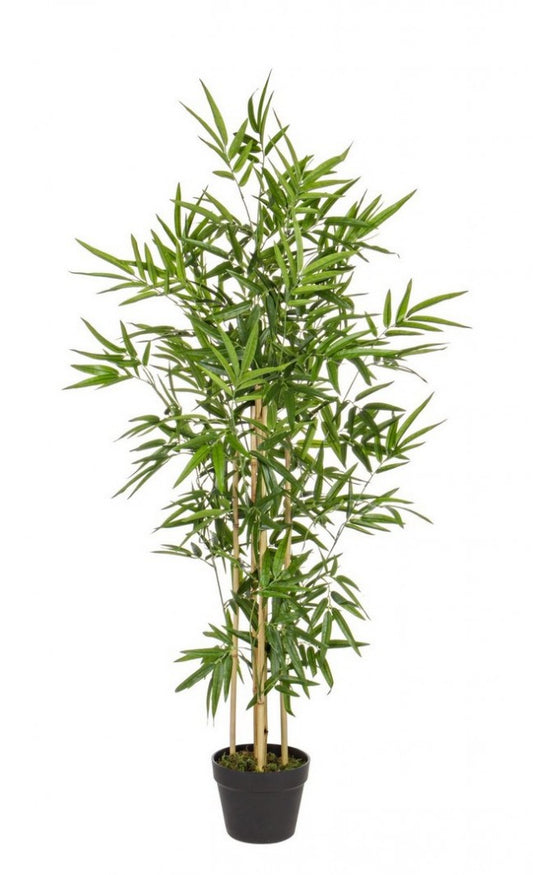 2x Maceta C para plantas de bambú Al. 130 cm