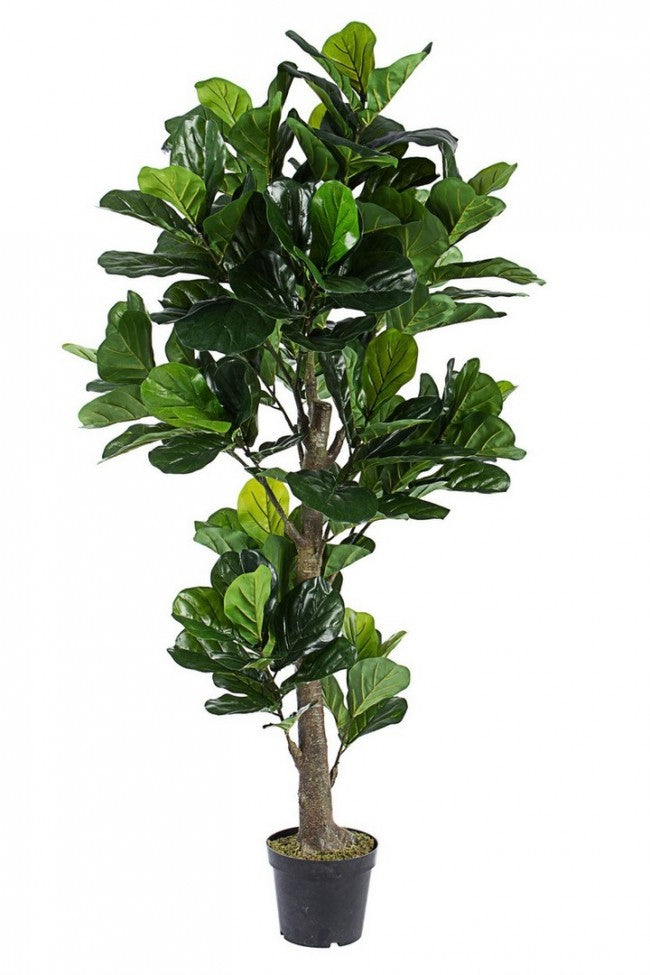 Planta Ficus Lyrata para decoración del hogar con maceta.