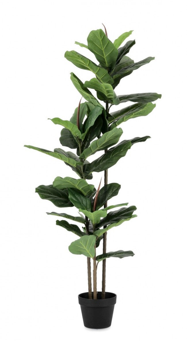 2x Ficus Lyrata Planta C-Maceta 39 Hojas H145
