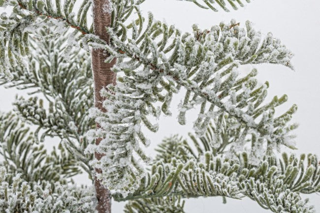 6x Pino Peralba nevado Alt.53