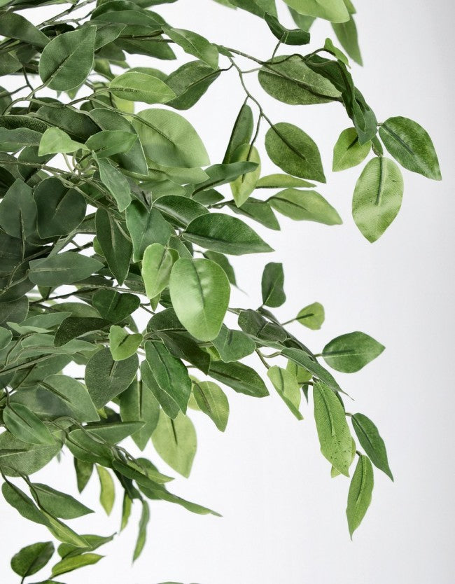 2x Banyan Plant C-Pot 2480 hojas H210