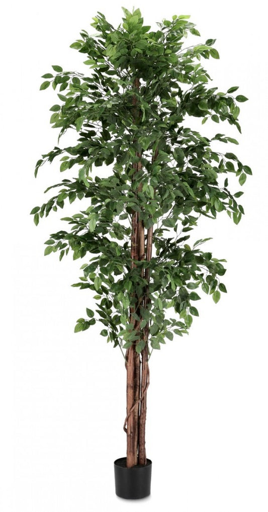 2x Banyan Plant C-Pot 2480 hojas H210