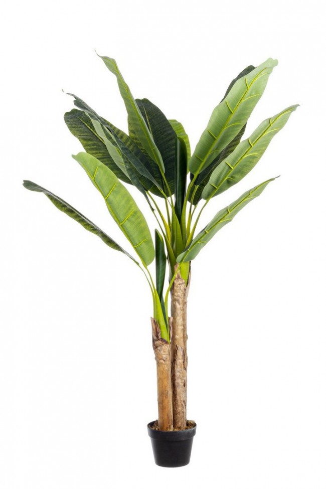 2x Maceta C para planta de plátano 14 hojas H135