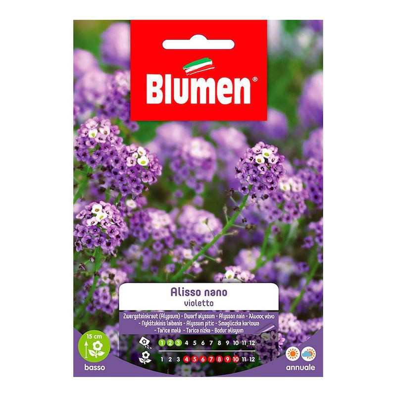 Semillas de Alyssum enano violeta en bolsa